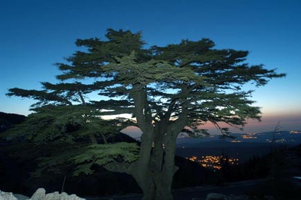 Al Shouf